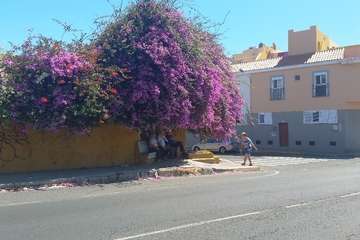 La tertulia La Buganvilla se queda sin sombra